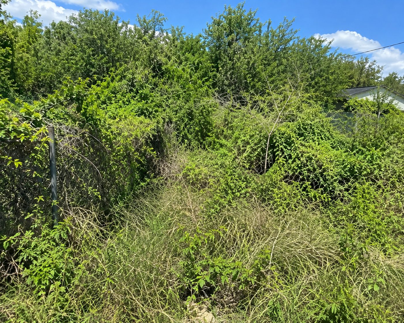 Toro Dingo mini skid steer removing overgrown brush in Abilene TX
